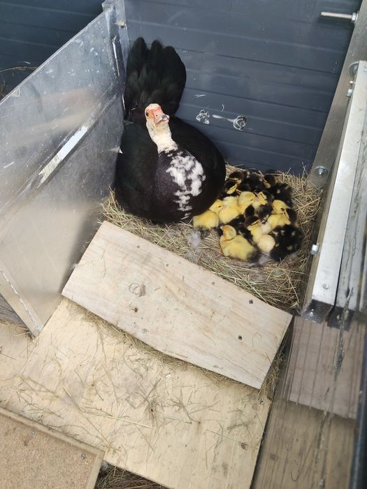 Vendo patos mudos e patos bravos