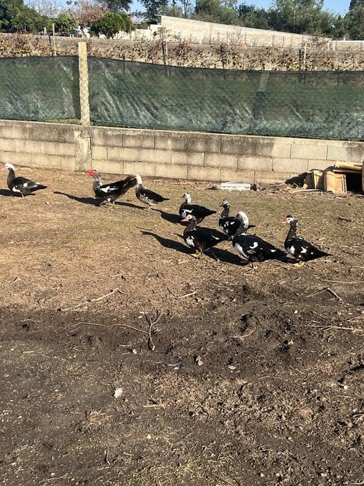 Patos mudos novos