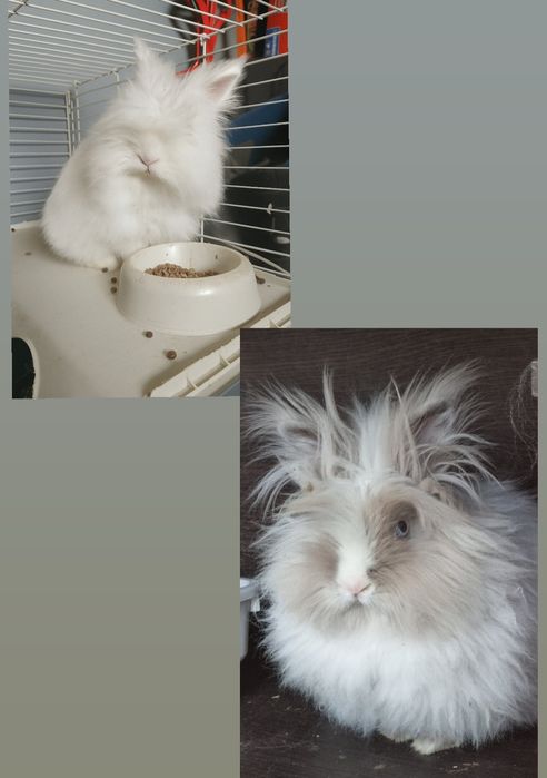 Królik Teddy miniaturka