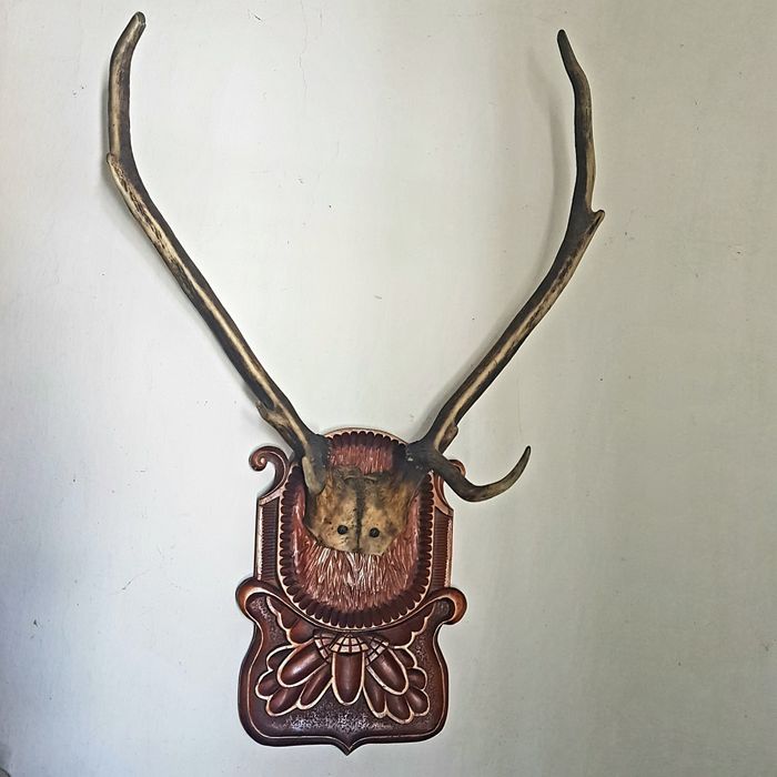 Настенные Рога Разных Диких Животных