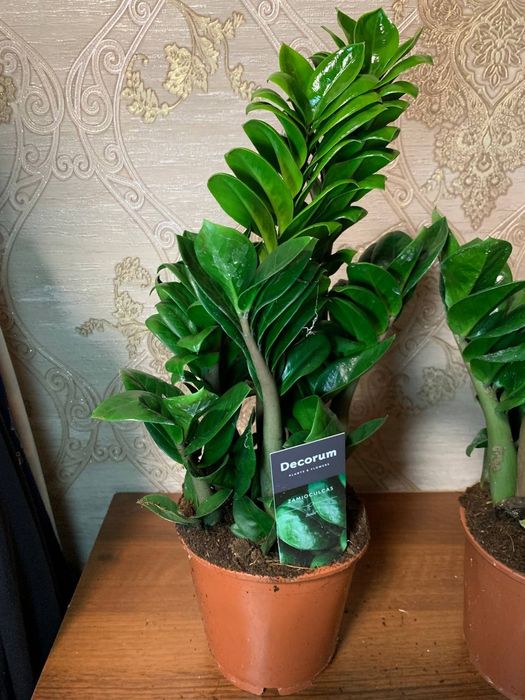 Заміокулькас Зензі