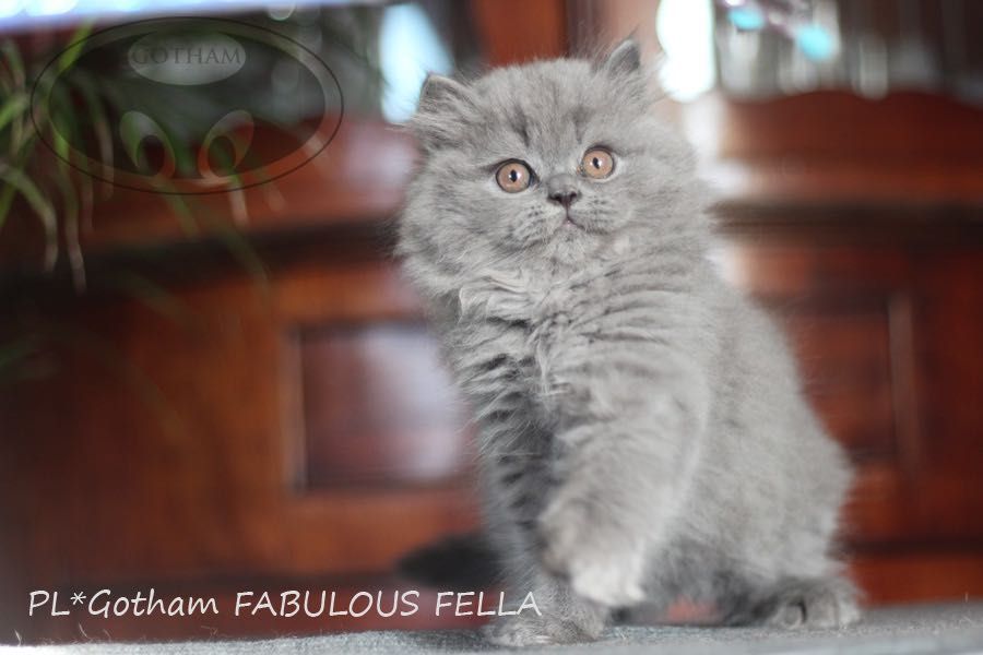 Piękny kocurek brytyjski po przebadanych rodzicach - FIFE.