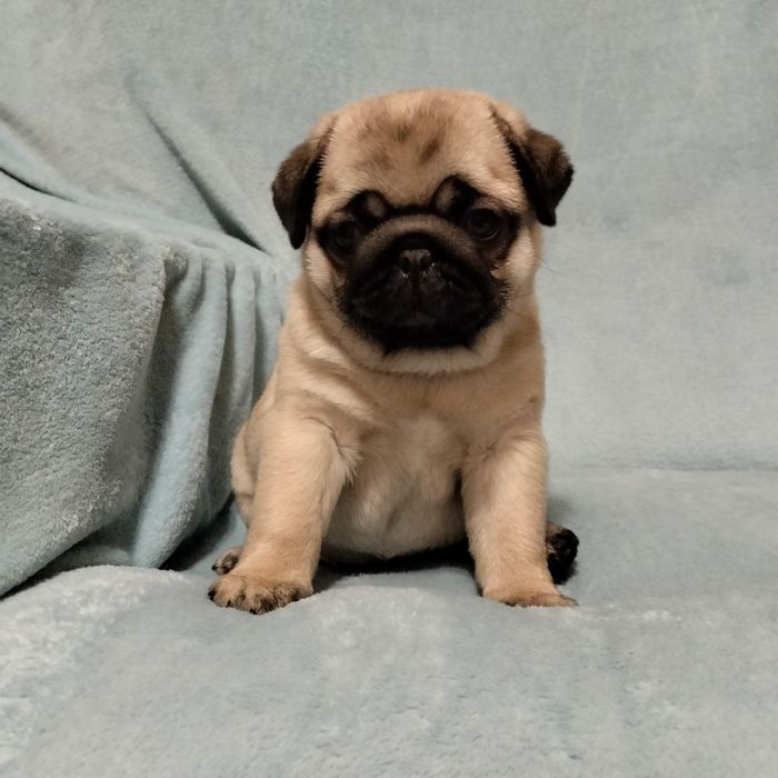 Mops szczenięta Śliczna Sunia