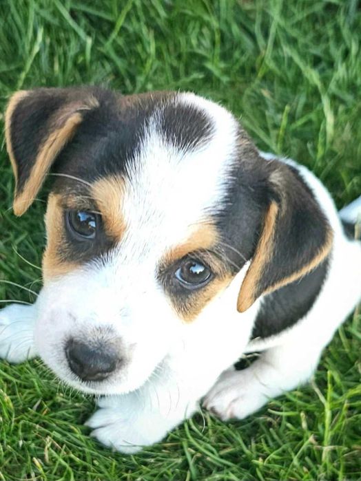 Jack russell terrier Tricolor