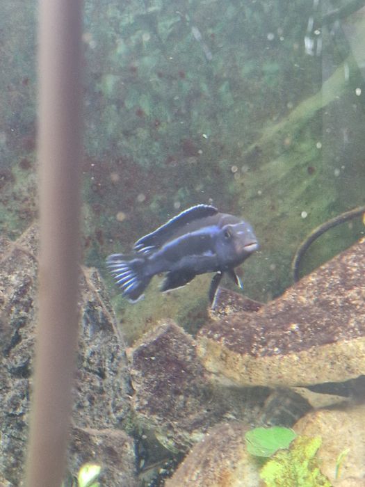 Ryba pyszczak Meingano