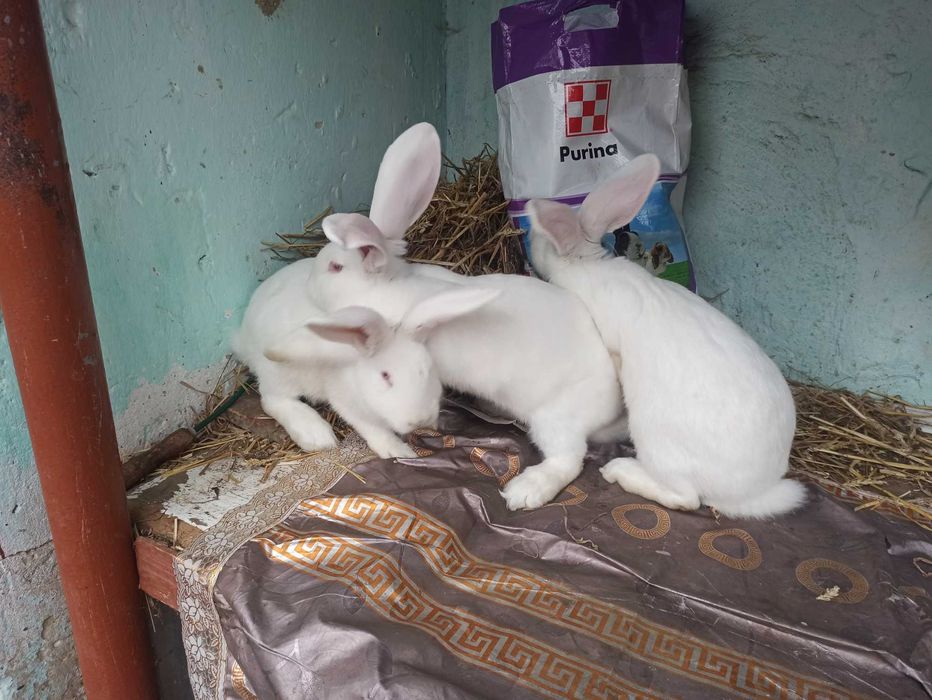 Тушки,м'ясо,кроля