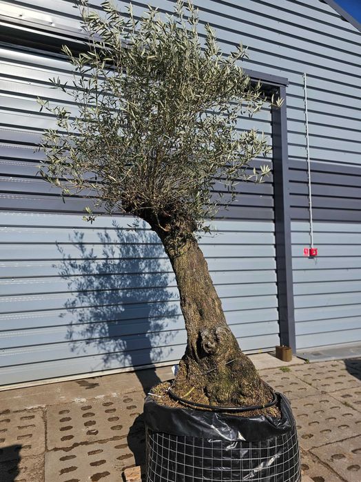 Drzewo Oliwne Olea Europaea Lessini