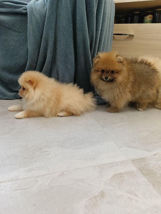 Хлопчик ведмедик міні