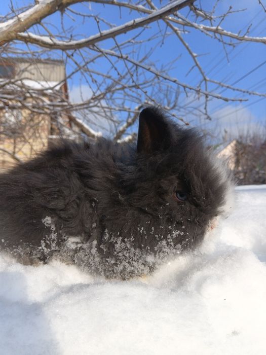 Декоративні блакитноокі кролики