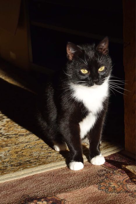 MIA kotka do adopcji