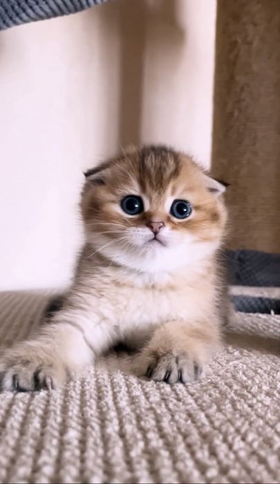 Шотландський котик золота шиншила