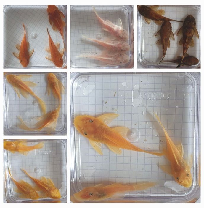 SAMCE Ancistrus Snow White Red Albino L144  Wysyłka