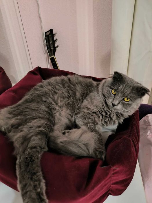 Шукаємо кицю на злучку