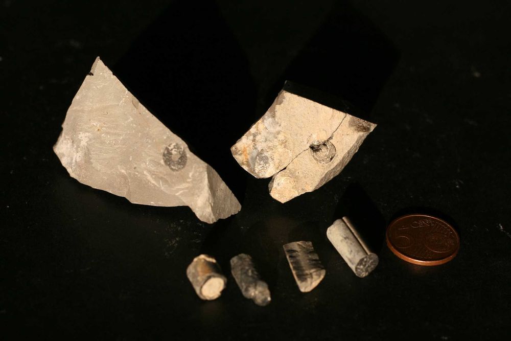 Diversos fósseis do Cabo Mondego (inclui envio)