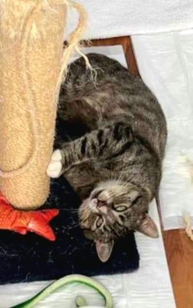 OGONIMIR - szuka domku tymczasowego lub stałego