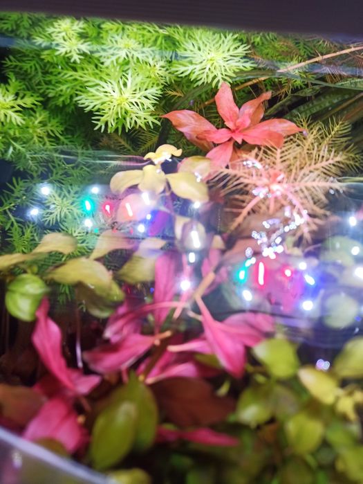 Аквариумные растения.Продам Людвигия болотная