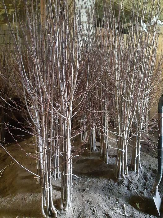 śliwa ,wegierka , haganta , top hit, prezydent, dąbrowicka , jubileum