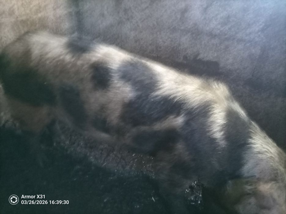 Venda de porco bizarro caseiro criado em casa