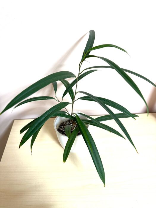 Фикус Али , укорененный