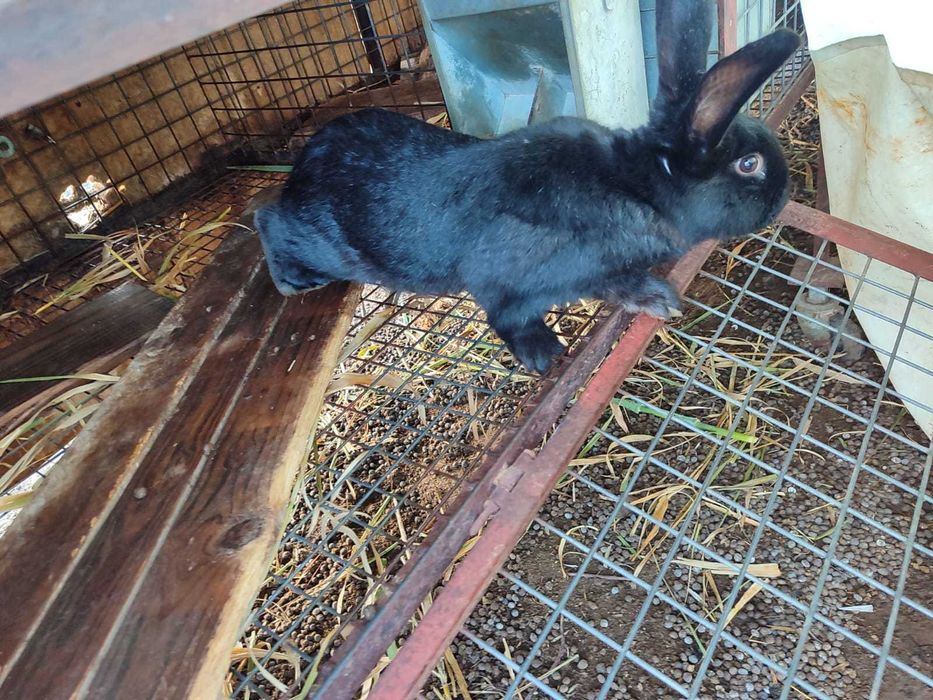 Coelhos raça Gigante de Flandres para reprodução