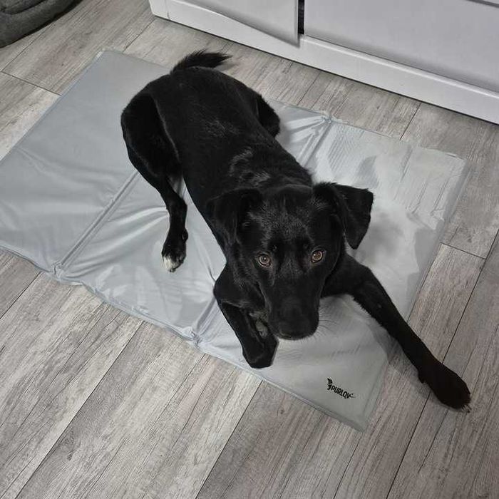 Żelowa mata chłodząca legowisko dla psa kota zwierząt składana na upał