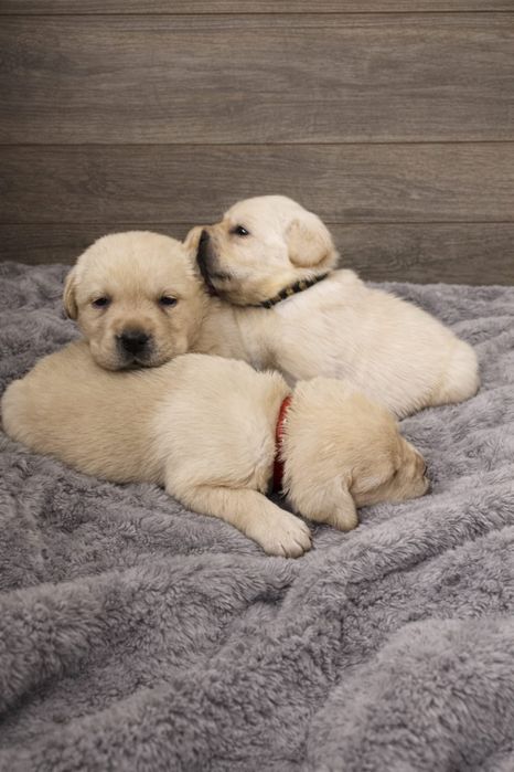 Цуценята лабрадора