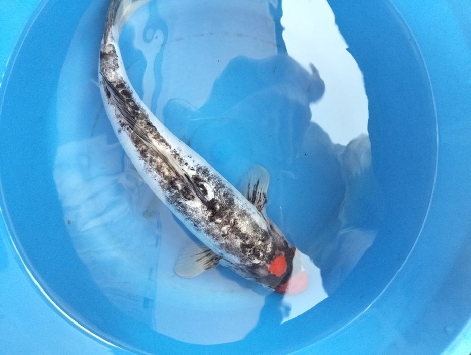 Carpa koi  Beni kumonryu 35 cm