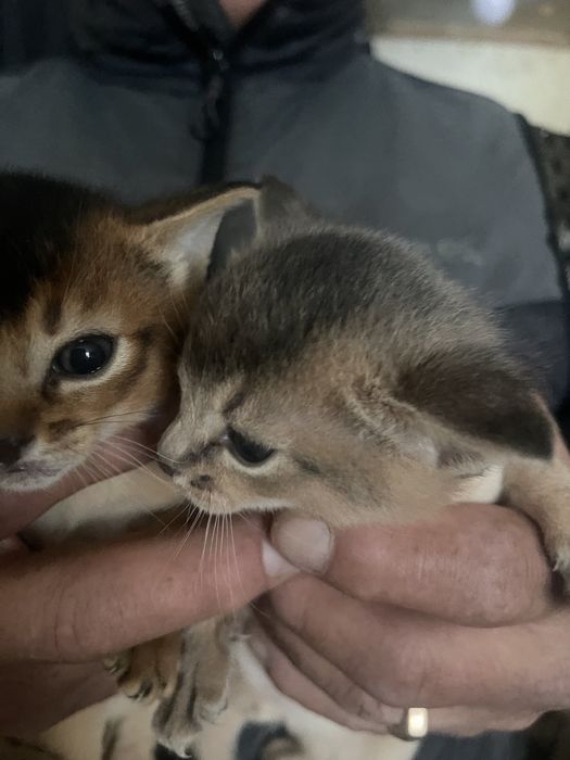 Абісинськи кошенята