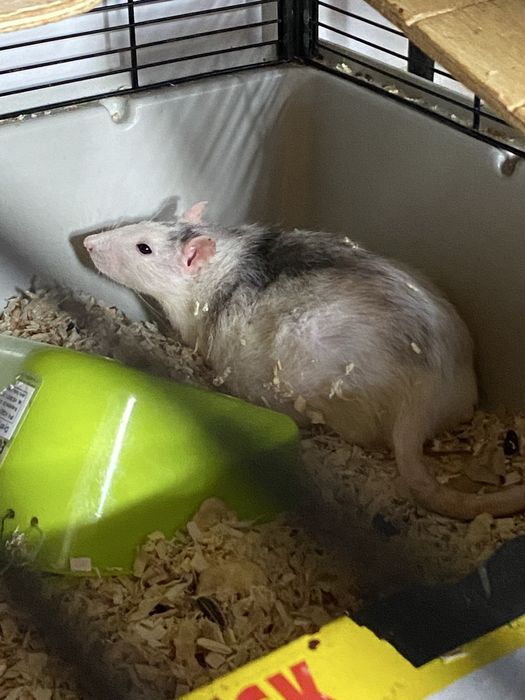 Oddam dwie roczne dziewczynki i rocznego chłopca. Jedna z dziewczynek ma 6 małych szczurków. Jeśli ktoś jest zainteresowany, proszę pisać.