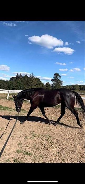 Sprzedam 12 letnią klacz w typie pogrubianym