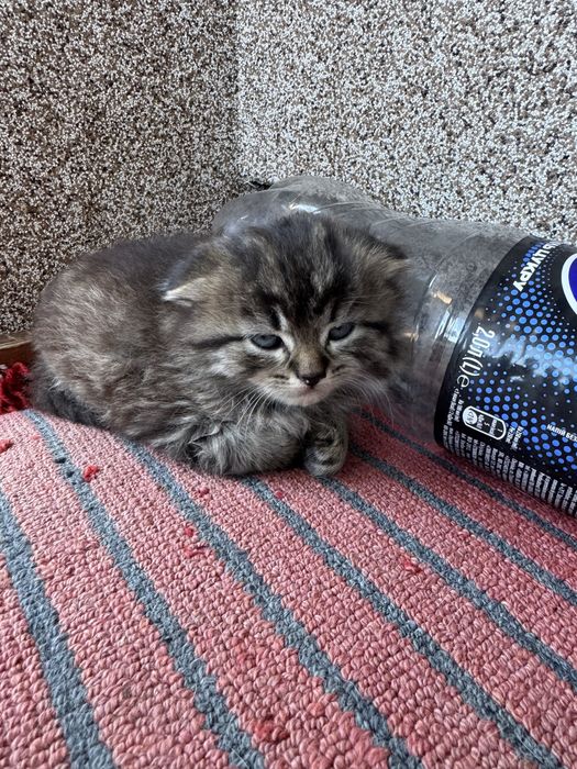 Котенята в добрі руки безкоштовно
