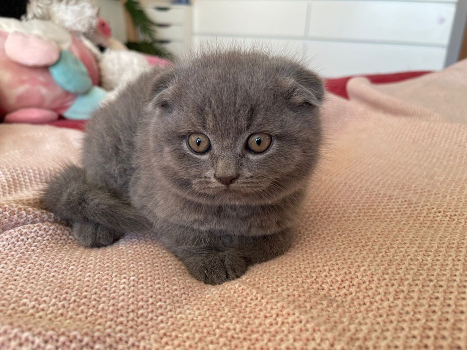 Scottish fold com alta qualidade de raça