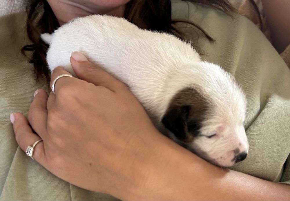 Jack russel com Lop