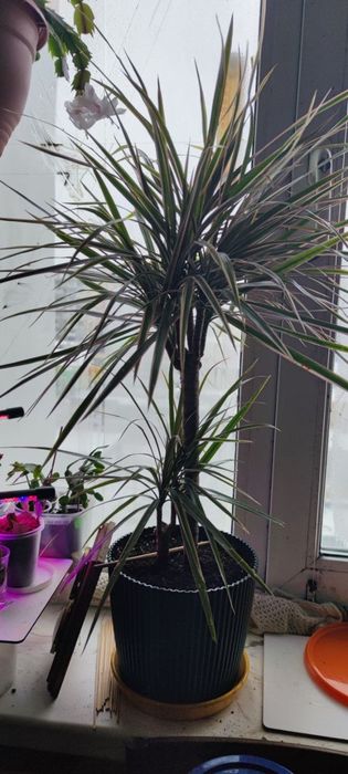 Драцена 2 у горщіку