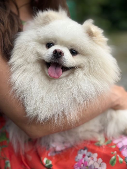 Reproduktor szpic pomeranian, Kalisz. Usługa krycia suni. Dopuszczenie