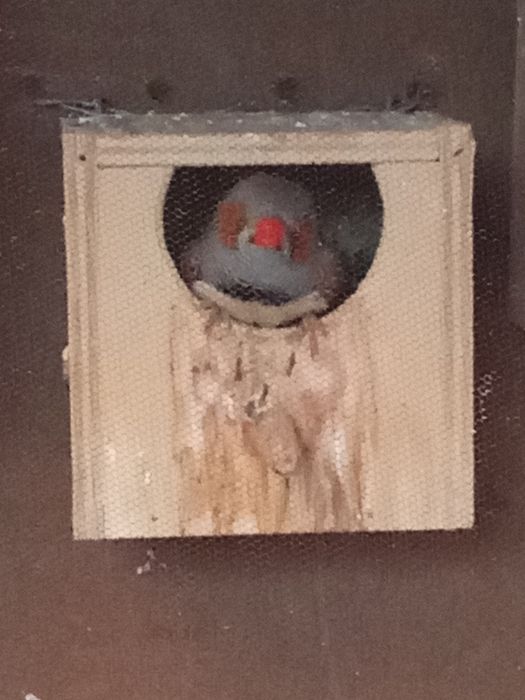 Mandarins de porte grande