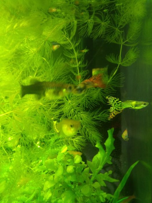 Sprzedam nadmiar małych rybek z własnego akwarium