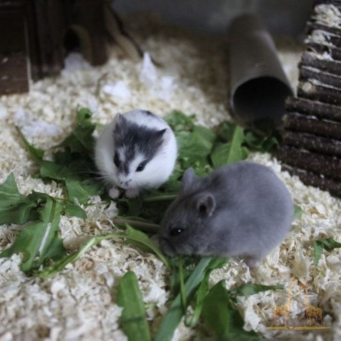 Джунгарский хомяк (хомячата ) голубого, чёрного, бежевого окрас