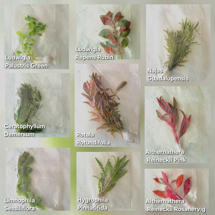 Pack 60x | 10 Espécies MUITA COR VERMELHO Alguns Pés c/ raízes