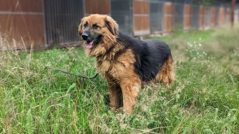 MARTIN duży i przestraszony pies szuka cierpliwego domu