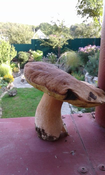 Дача в живописному місці