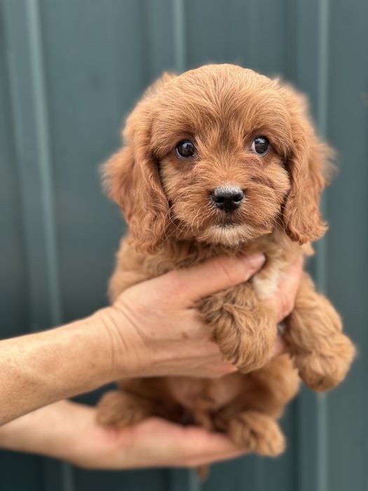 Мальтипу мальчик ред браун