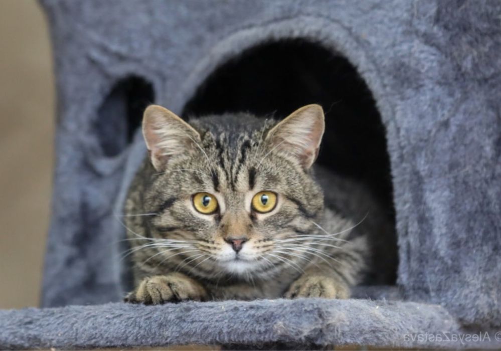 Красивый кот Густав, 1,5 года, добрый и милый котик, котенок