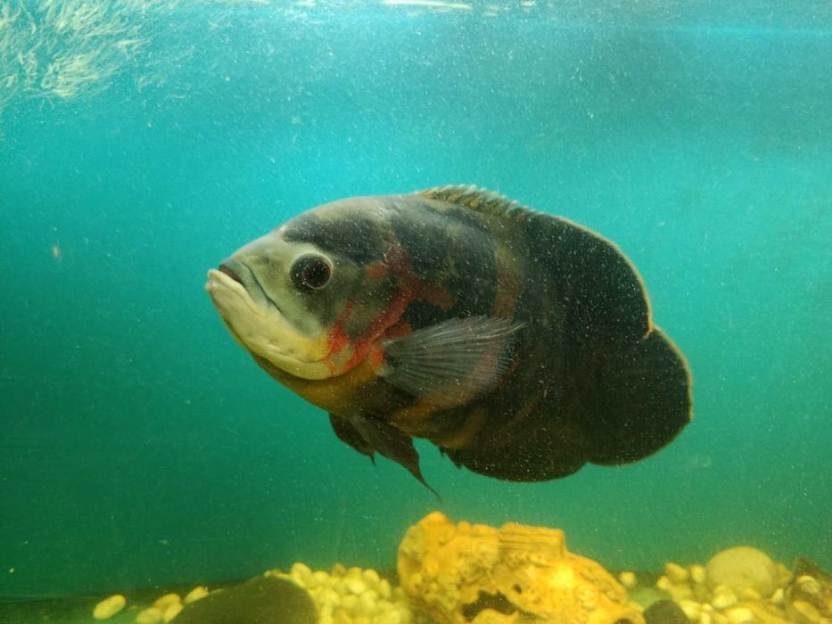 Астронотус (голубой оскар)