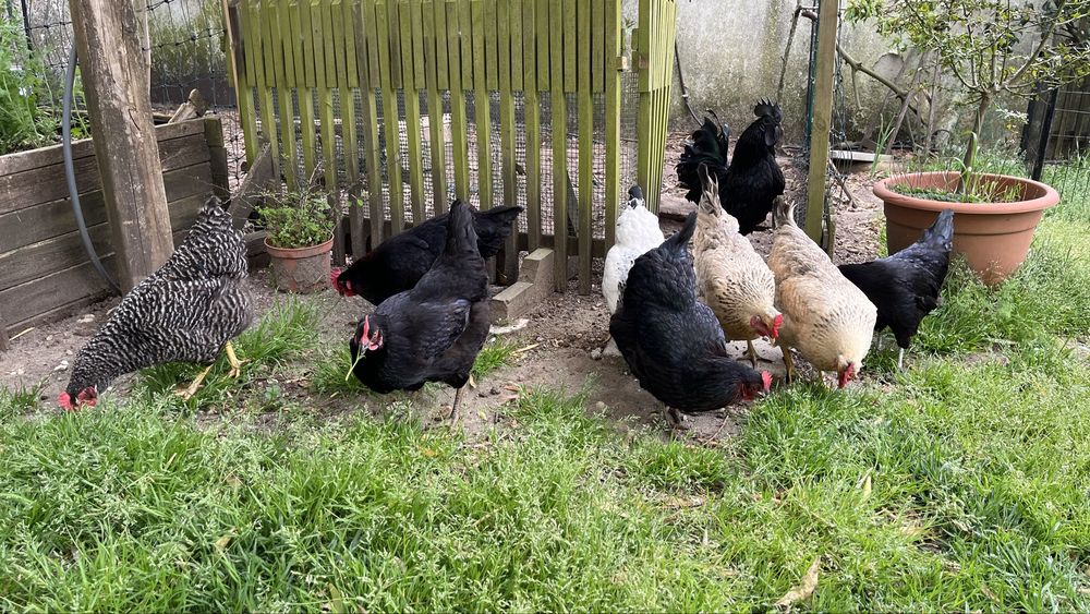 Ovos Caseiros “Ultra Bio” – Galinhas VIC (Very Important Chicken)