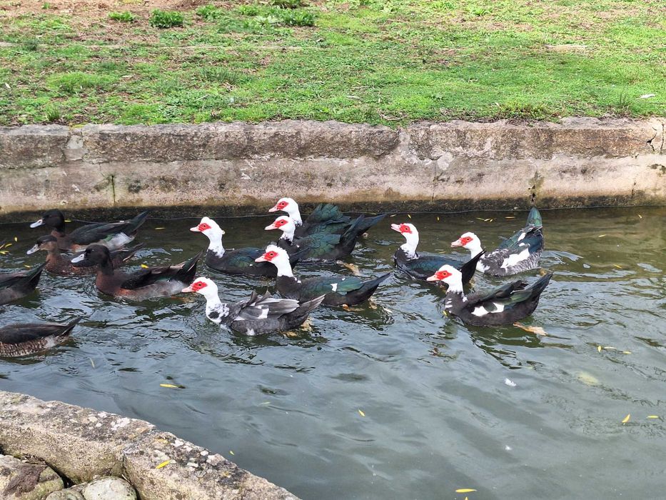 Patas e Patos Mudos Criação Caseira