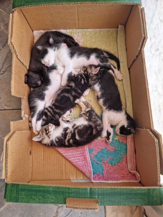 Gatinhos bebê prontos para novas casas