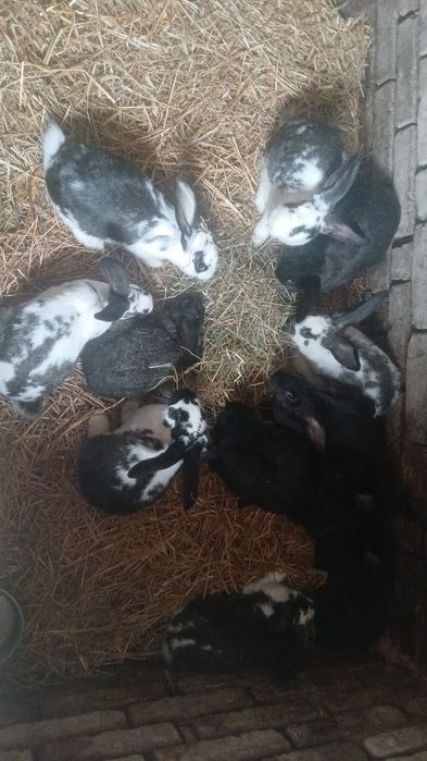 Sprzedam młode samice