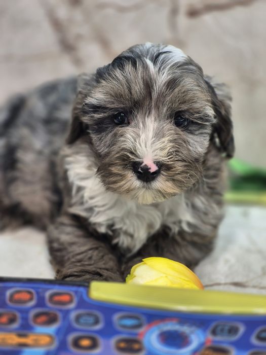 Мальтипу цуценята