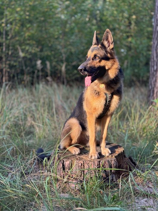 Вʼязка - східноєвропейська вівчарка (восточноевропейская овчарка)